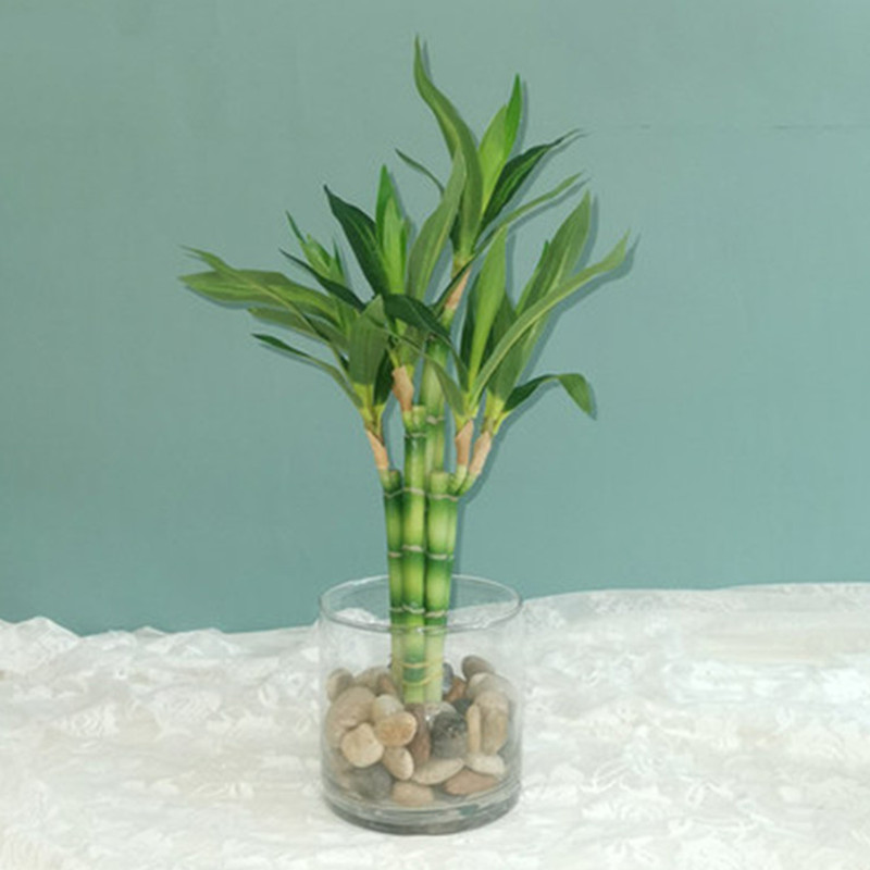 Bonsai Garden Bench - New 40cm Artificial Lucky Bamboo Succulent