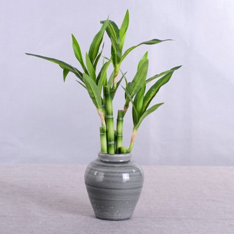 New 40cm Artificial Lucky Bamb - Bonsai Garden Bench 评论和价格